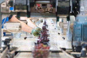 aziende di produzione ed export di prodotti ortofrutticoli tipici della Puglia 02