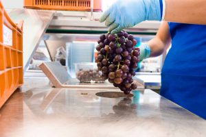 aziende di produzione ed export di prodotti ortofrutticoli tipici della Puglia 04