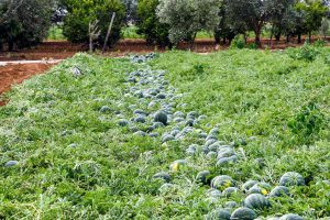 angurie e meloni - prodotti ortofrutticoli puglia