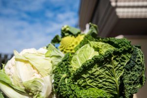 verze e cavolfiori - prodotti ortofrutticoli puglia