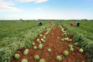 azienda produzione anguria
