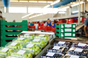 azienda produzione uva da tavola
