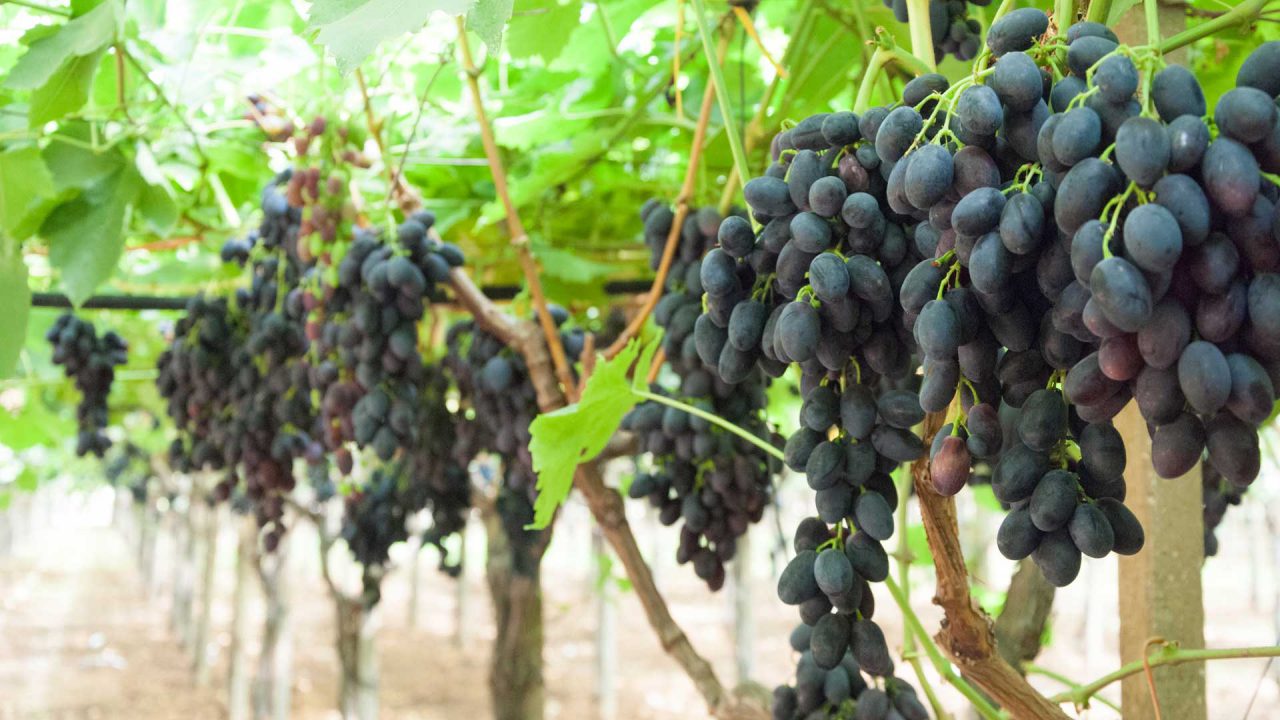 uva nera - prodotti ortofrutticoli puglia