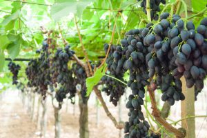 uva nera - prodotti ortofrutticoli puglia