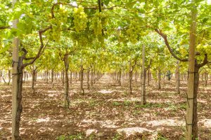 uva bianca - prodotti ortofrutticoli puglia