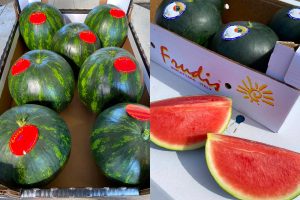 azienda leader produzione anguria