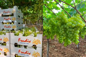 azienda leader produzione export uva da tavola