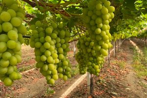 azienda leader produzione uva da tavola