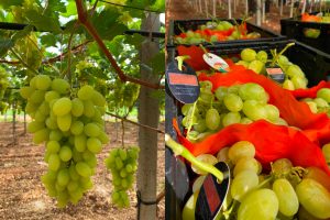 azienda leader produzione export uva da tavola